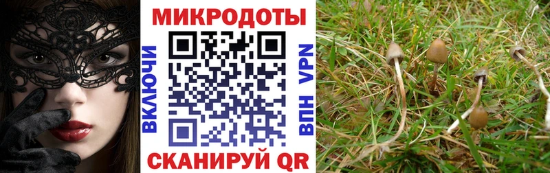 Псилоцибиновые грибы Psilocybe  Купить где  Каменка 